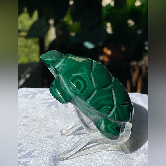 Malachite Turtle - Picture 12 of 16